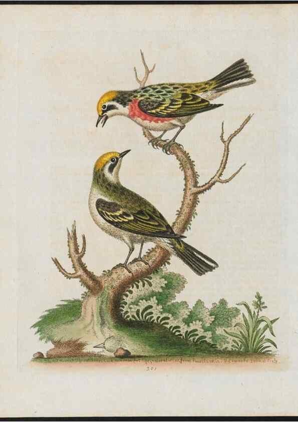 Reproducción/Reproduction 37990085404: Gleanings of natural history, exhibiting figures of quadrupeds, birds, insects, plants &c.... London :Printed for author at the Royal Collage of Physicians,1758-1764.. 