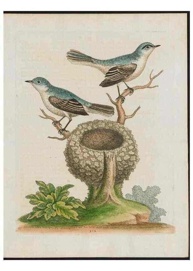 Reproducción/Reproduction 26931629449: Gleanings of natural history, exhibiting figures of quadrupeds, birds, insects, plants &c.... London :Printed for author at the Royal Collage of Physicians,1758-1764.. 