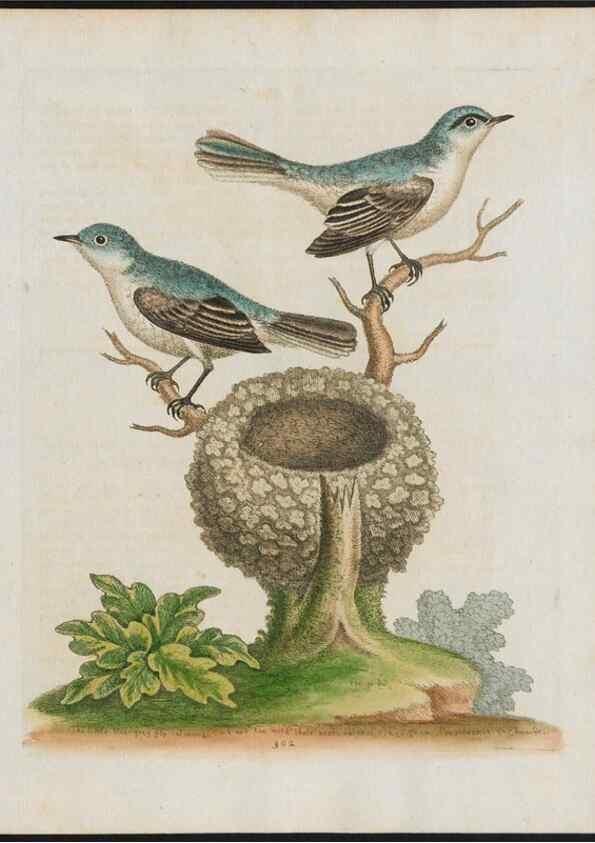 Reproducción/Reproduction 26931629449: Gleanings of natural history, exhibiting figures of quadrupeds, birds, insects, plants &c.... London :Printed for author at the Royal Collage of Physicians,1758-1764.. 