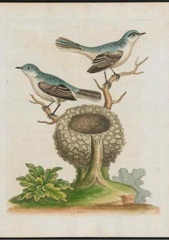 Reproducción/Reproduction 26931629449: Gleanings of natural history, exhibiting figures of quadrupeds, birds, insects, plants &c.... London :Printed for author at the Royal Collage of Physicians,1758-1764.. 