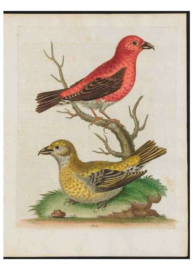 Reproducción/Reproduction 38675376102: Gleanings of natural history, exhibiting figures of quadrupeds, birds, insects, plants &c.... London :Printed for author at the Royal Collage of Physicians,1758-1764.. 