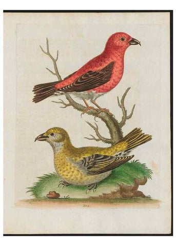 Reproducción/Reproduction 38675376102: Gleanings of natural history, exhibiting figures of quadrupeds, birds, insects, plants &c.... London :Printed for author at the Royal Collage of Physicians,1758-1764.. 
