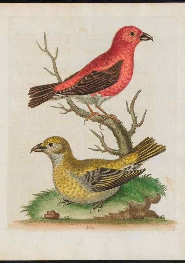 Reproducción/Reproduction 38675376102: Gleanings of natural history, exhibiting figures of quadrupeds, birds, insects, plants &c.... London :Printed for author at the Royal Collage of Physicians,1758-1764.. 