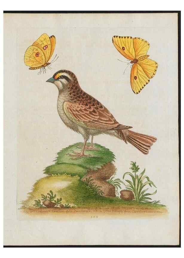 Reproducción/Reproduction 37990092764: Gleanings of natural history, exhibiting figures of quadrupeds, birds, insects, plants &c.... London :Printed for author at the Royal Collage of Physicians,1758-1764.. 