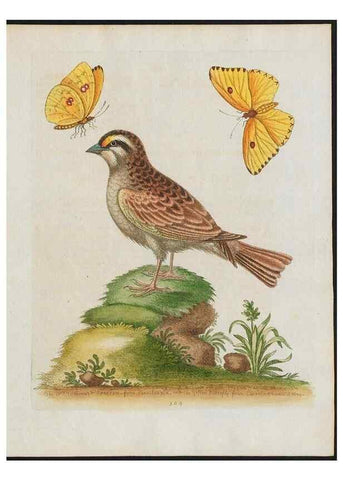 Reproducción/Reproduction 37990092764: Gleanings of natural history, exhibiting figures of quadrupeds, birds, insects, plants &c.... London :Printed for author at the Royal Collage of Physicians,1758-1764.. 