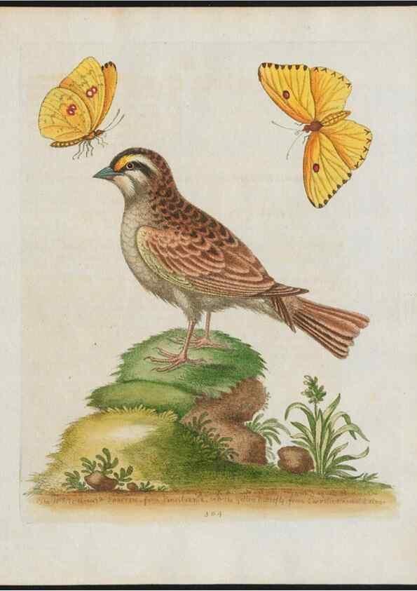 Reproducción/Reproduction 37990092764: Gleanings of natural history, exhibiting figures of quadrupeds, birds, insects, plants &c.... London :Printed for author at the Royal Collage of Physicians,1758-1764.. 