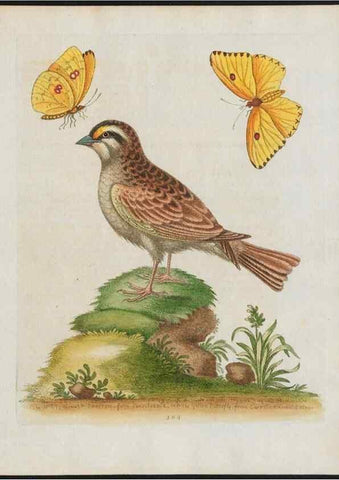 Reproducción/Reproduction 37990092764: Gleanings of natural history, exhibiting figures of quadrupeds, birds, insects, plants &c.... London :Printed for author at the Royal Collage of Physicians,1758-1764.. 