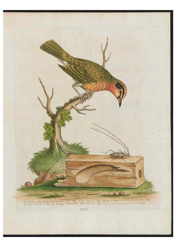 Reproducción/Reproduction 37820042915: Gleanings of natural history, exhibiting figures of quadrupeds, birds, insects, plants &c.... London :Printed for author at the Royal Collage of Physicians,1758-1764.. 
