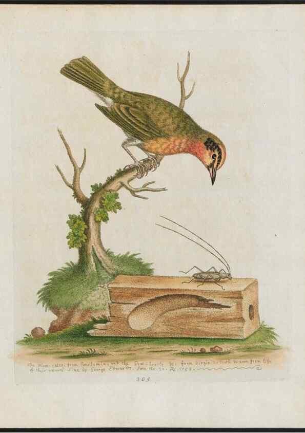Reproducción/Reproduction 37820042915: Gleanings of natural history, exhibiting figures of quadrupeds, birds, insects, plants &c.... London :Printed for author at the Royal Collage of Physicians,1758-1764.. 