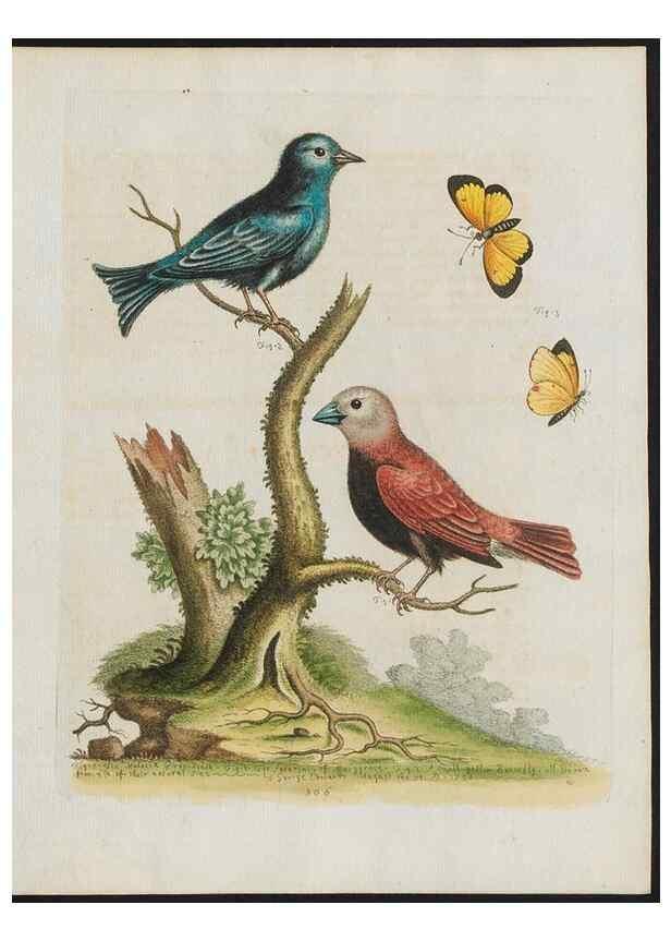 Reproducción/Reproduction 38675388392: Gleanings of natural history, exhibiting figures of quadrupeds, birds, insects, plants &c.... London :Printed for author at the Royal Collage of Physicians,1758-1764.. 
