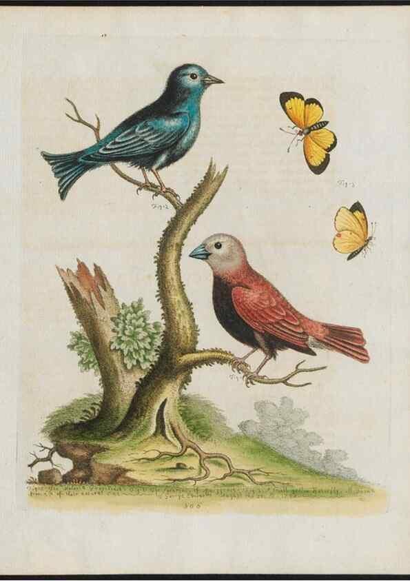 Reproducción/Reproduction 38675388392: Gleanings of natural history, exhibiting figures of quadrupeds, birds, insects, plants &c.... London :Printed for author at the Royal Collage of Physicians,1758-1764.. 