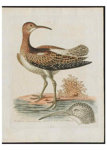 Reproducción/Reproduction 24834861048: Gleanings of natural history, exhibiting figures of quadrupeds, birds, insects, plants &c.... London :Printed for author at the Royal Collage of Physicians,1758-1764.. 