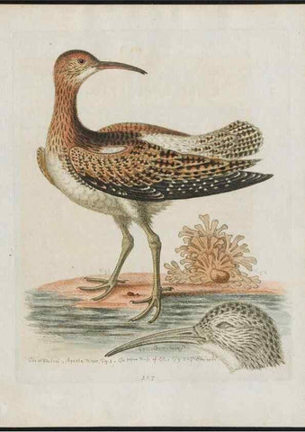 Reproducción/Reproduction 24834861048: Gleanings of natural history, exhibiting figures of quadrupeds, birds, insects, plants &c.... London :Printed for author at the Royal Collage of Physicians,1758-1764.. 