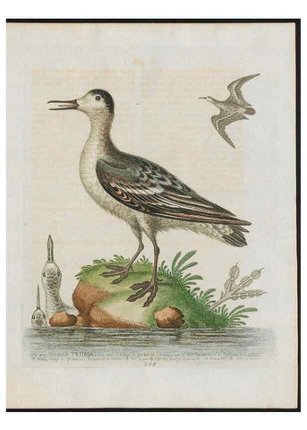 Reproducción/Reproduction 37820051245: Gleanings of natural history, exhibiting figures of quadrupeds, birds, insects, plants &c.... London :Printed for author at the Royal Collage of Physicians,1758-1764.. 