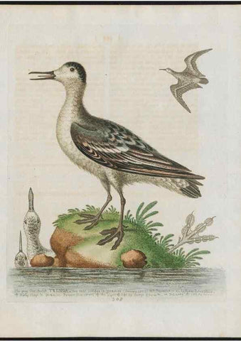 Reproducción/Reproduction 37820051245: Gleanings of natural history, exhibiting figures of quadrupeds, birds, insects, plants &c.... London :Printed for author at the Royal Collage of Physicians,1758-1764.. 