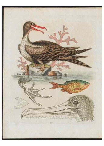 Reproducción/Reproduction 38675400302: Gleanings of natural history, exhibiting figures of quadrupeds, birds, insects, plants &c.... London :Printed for author at the Royal Collage of Physicians,1758-1764.. 