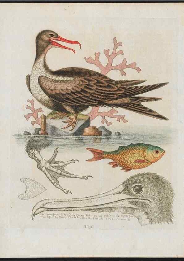 Reproducción/Reproduction 38675400302: Gleanings of natural history, exhibiting figures of quadrupeds, birds, insects, plants &c.... London :Printed for author at the Royal Collage of Physicians,1758-1764.. 