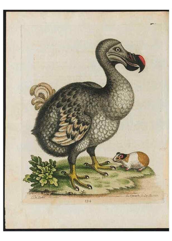 Reproducción/Reproduction 37990063114: Gleanings of natural history, exhibiting figures of quadrupeds, birds, insects, plants &c.... London :Printed for author at the Royal Collage of Physicians,1758-1764.. 