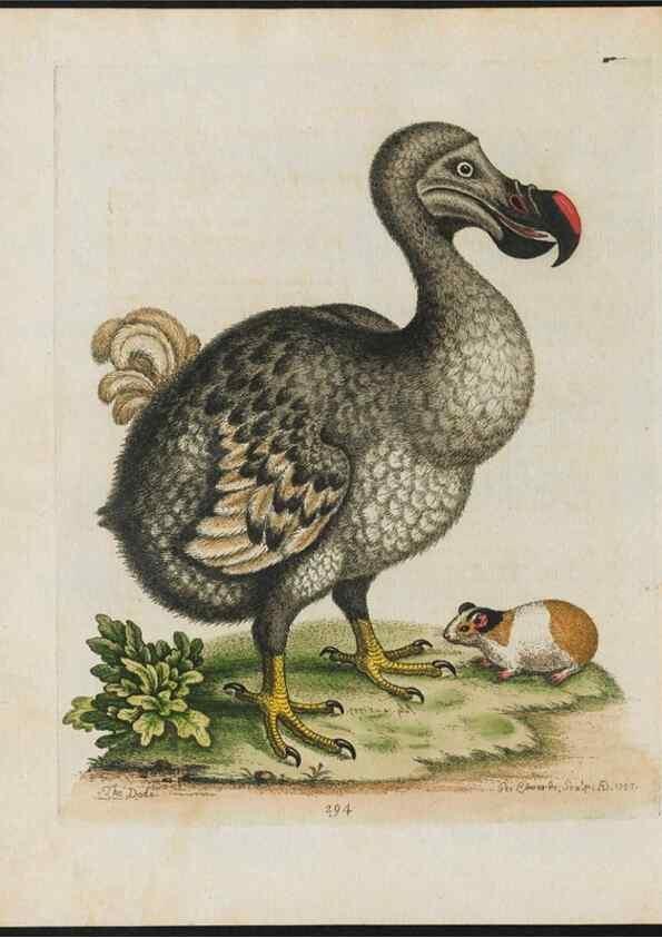 Reproducción/Reproduction 37990063114: Gleanings of natural history, exhibiting figures of quadrupeds, birds, insects, plants &c.... London :Printed for author at the Royal Collage of Physicians,1758-1764.. 