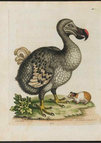 Reproducción/Reproduction 37990063114: Gleanings of natural history, exhibiting figures of quadrupeds, birds, insects, plants &c.... London :Printed for author at the Royal Collage of Physicians,1758-1764.. 