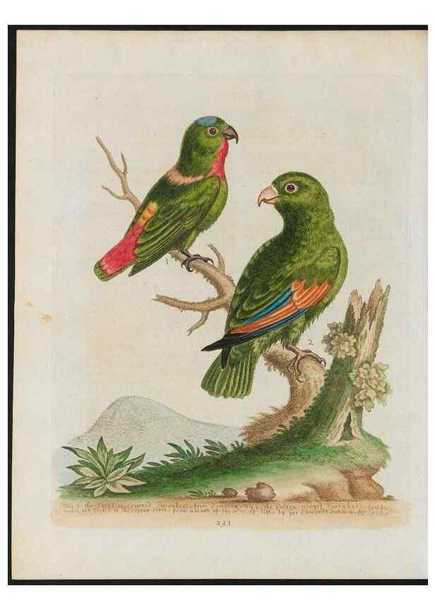 Reproducción/Reproduction 38707587341: Gleanings of natural history, exhibiting figures of quadrupeds, birds, insects, plants &c.... London :Printed for author at the Royal Collage of Physicians,1758-1764.. 