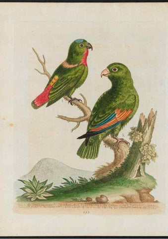 Reproducción/Reproduction 38707587341: Gleanings of natural history, exhibiting figures of quadrupeds, birds, insects, plants &c.... London :Printed for author at the Royal Collage of Physicians,1758-1764.. 