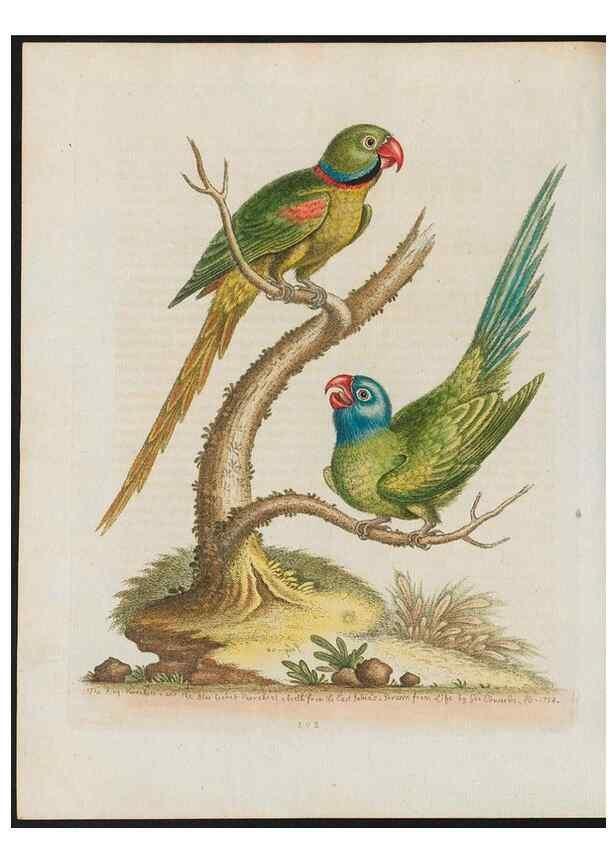 Reproducción/Reproduction 38707583481: Gleanings of natural history, exhibiting figures of quadrupeds, birds, insects, plants &c.... London :Printed for author at the Royal Collage of Physicians,1758-1764.. 