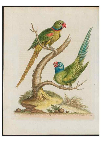 Reproducción/Reproduction 38707583481: Gleanings of natural history, exhibiting figures of quadrupeds, birds, insects, plants &c.... London :Printed for author at the Royal Collage of Physicians,1758-1764.. 