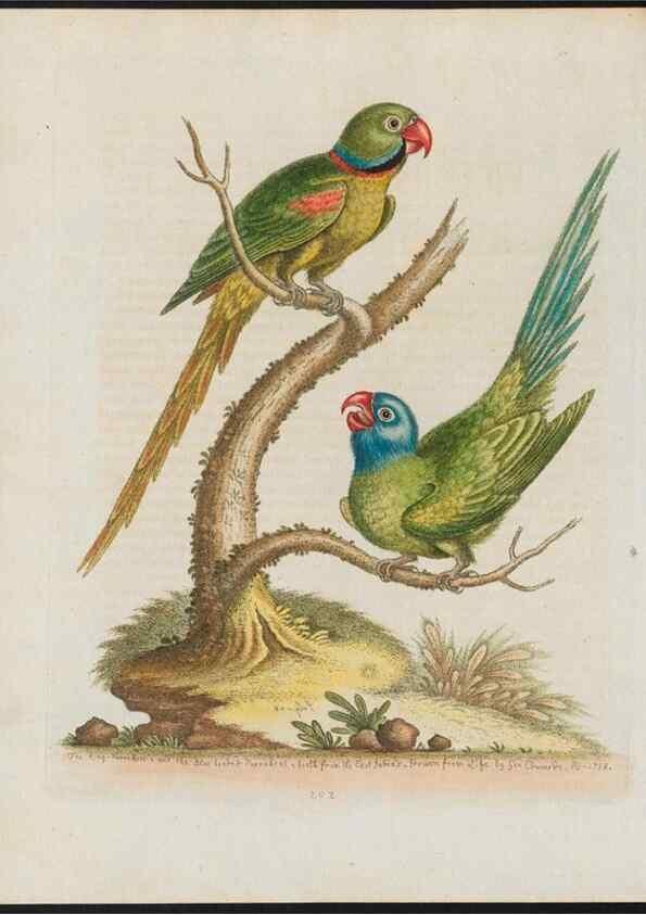 Reproducción/Reproduction 38707583481: Gleanings of natural history, exhibiting figures of quadrupeds, birds, insects, plants &c.... London :Printed for author at the Royal Collage of Physicians,1758-1764.. 