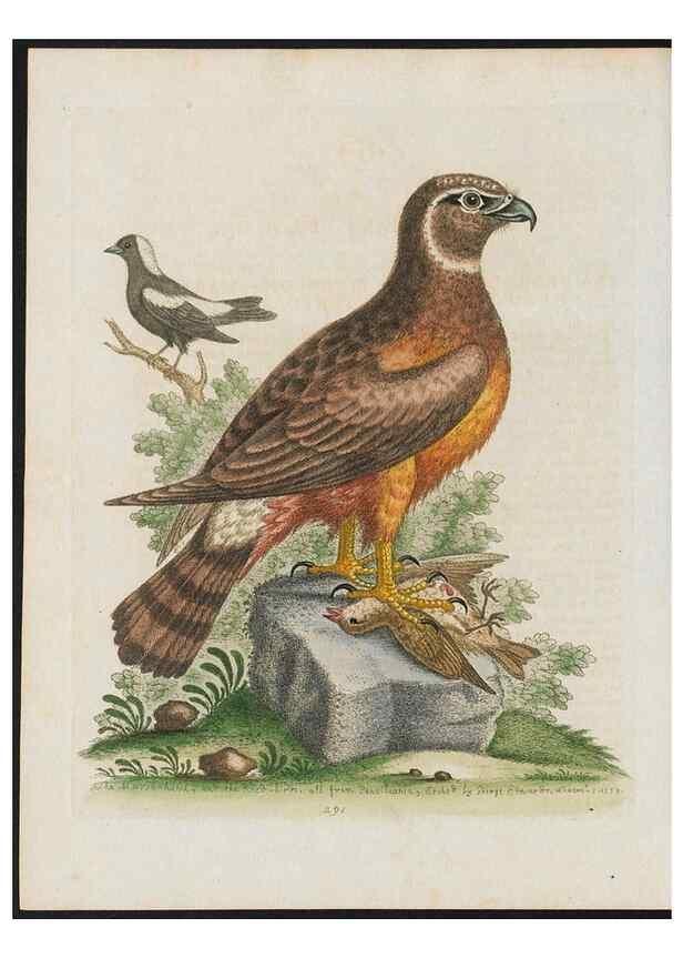 Reproducción/Reproduction 38707580291: Gleanings of natural history, exhibiting figures of quadrupeds, birds, insects, plants &c.... London :Printed for author at the Royal Collage of Physicians,1758-1764.. 