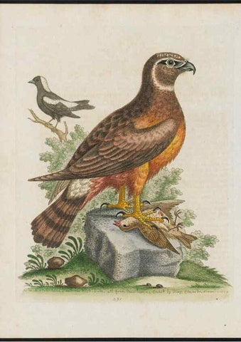 Reproducción/Reproduction 38707580291: Gleanings of natural history, exhibiting figures of quadrupeds, birds, insects, plants &c.... London :Printed for author at the Royal Collage of Physicians,1758-1764.. 