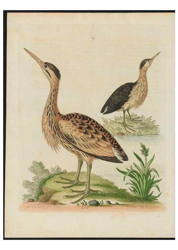Reproducción/Reproduction 37819967665: Gleanings of natural history, exhibiting figures of quadrupeds, birds, insects, plants &c.... London :Printed for author at the Royal Collage of Physicians,1758-1764.. 