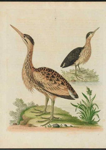 Reproducción/Reproduction 37819967665: Gleanings of natural history, exhibiting figures of quadrupeds, birds, insects, plants &c.... London :Printed for author at the Royal Collage of Physicians,1758-1764.. 