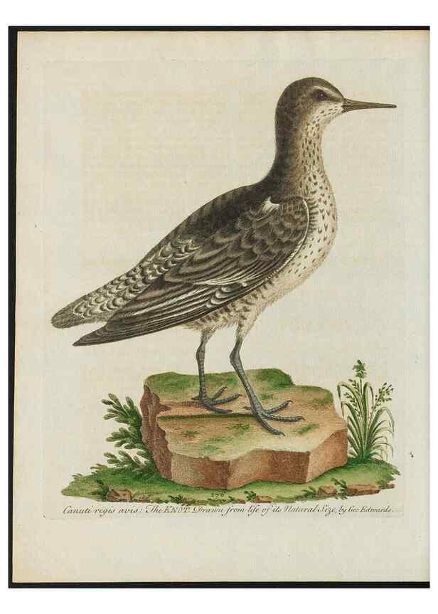 Reproducción/Reproduction 24834792368: Gleanings of natural history, exhibiting figures of quadrupeds, birds, insects, plants &c.... London :Printed for author at the Royal Collage of Physicians,1758-1764.. 