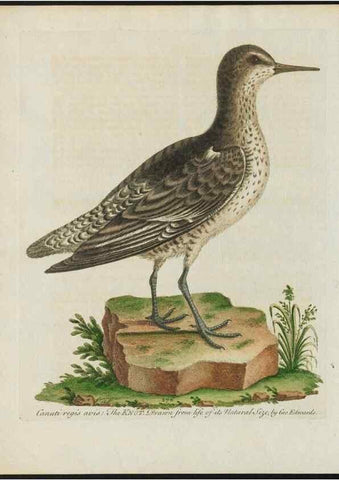 Reproducción/Reproduction 24834792368: Gleanings of natural history, exhibiting figures of quadrupeds, birds, insects, plants &c.... London :Printed for author at the Royal Collage of Physicians,1758-1764.. 