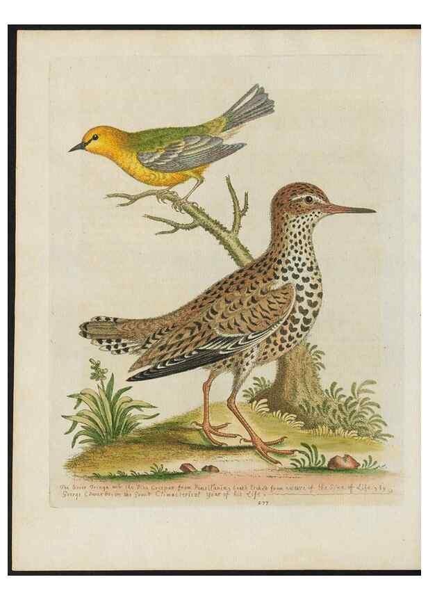 Reproducción/Reproduction 24834794308: Gleanings of natural history, exhibiting figures of quadrupeds, birds, insects, plants &c.... London :Printed for author at the Royal Collage of Physicians,1758-1764.. 