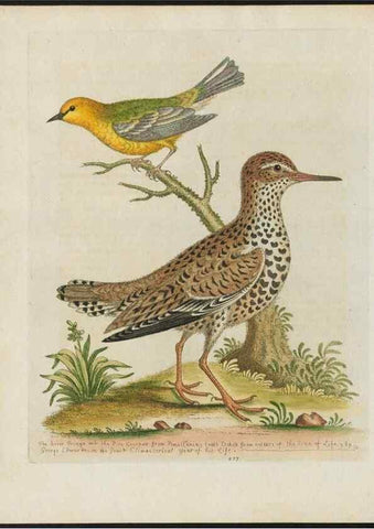 Reproducción/Reproduction 24834794308: Gleanings of natural history, exhibiting figures of quadrupeds, birds, insects, plants &c.... London :Printed for author at the Royal Collage of Physicians,1758-1764.. 