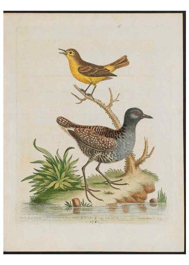 Reproducción/Reproduction 37819975375: Gleanings of natural history, exhibiting figures of quadrupeds, birds, insects, plants &c.... London :Printed for author at the Royal Collage of Physicians,1758-1764.. 
