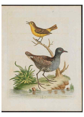 Reproducción/Reproduction 37819975375: Gleanings of natural history, exhibiting figures of quadrupeds, birds, insects, plants &c.... London :Printed for author at the Royal Collage of Physicians,1758-1764.. 