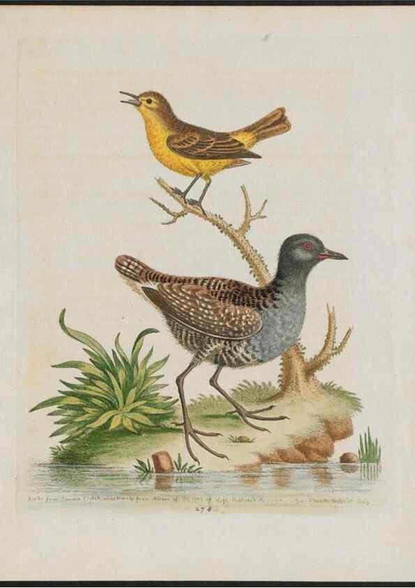Reproducción/Reproduction 37819975375: Gleanings of natural history, exhibiting figures of quadrupeds, birds, insects, plants &c.... London :Printed for author at the Royal Collage of Physicians,1758-1764.. 