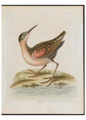 Reproducción/Reproduction 38675326302: Gleanings of natural history, exhibiting figures of quadrupeds, birds, insects, plants &c.... London :Printed for author at the Royal Collage of Physicians,1758-1764.. 