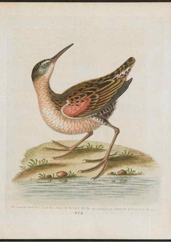 Reproducción/Reproduction 38675326302: Gleanings of natural history, exhibiting figures of quadrupeds, birds, insects, plants &c.... London :Printed for author at the Royal Collage of Physicians,1758-1764.. 