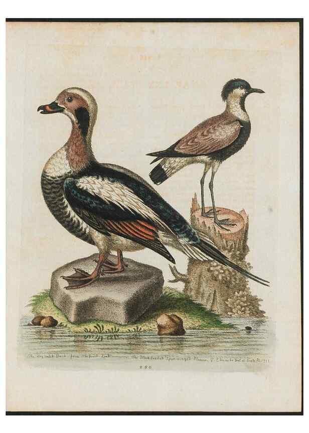 Reproducción/Reproduction 37990043004: Gleanings of natural history, exhibiting figures of quadrupeds, birds, insects, plants &c.... London :Printed for author at the Royal Collage of Physicians,1758-1764.. 