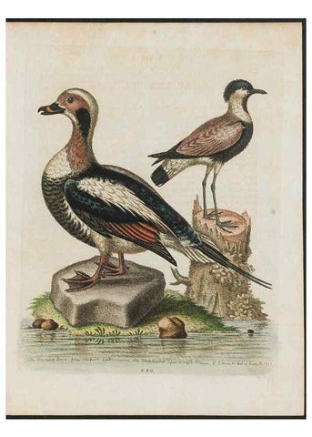 Reproducción/Reproduction 37990043004: Gleanings of natural history, exhibiting figures of quadrupeds, birds, insects, plants &c.... London :Printed for author at the Royal Collage of Physicians,1758-1764.. 