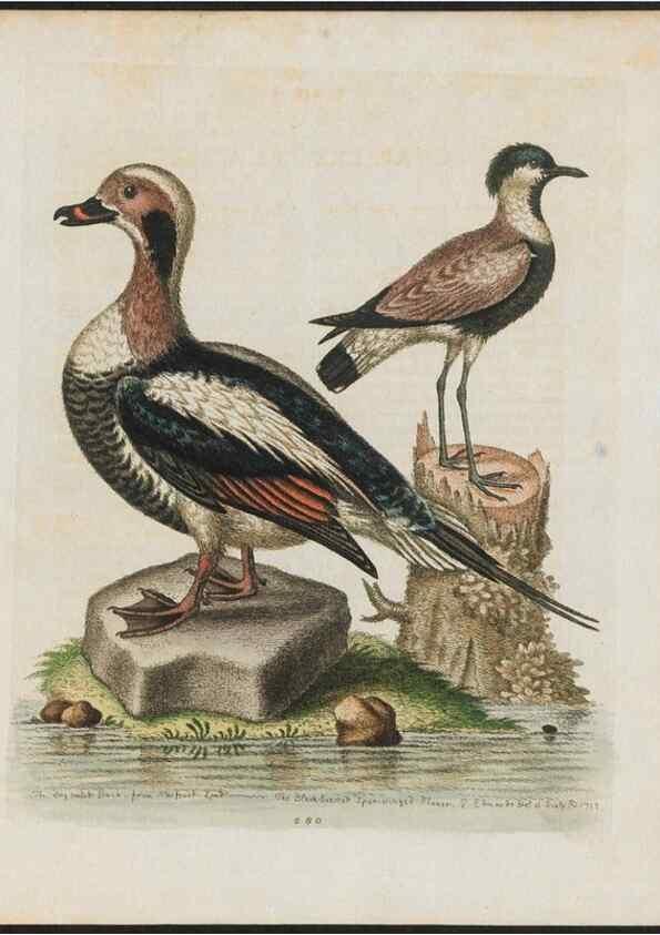 Reproducción/Reproduction 37990043004: Gleanings of natural history, exhibiting figures of quadrupeds, birds, insects, plants &c.... London :Printed for author at the Royal Collage of Physicians,1758-1764.. 