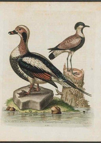 Reproducción/Reproduction 37990043004: Gleanings of natural history, exhibiting figures of quadrupeds, birds, insects, plants &c.... London :Printed for author at the Royal Collage of Physicians,1758-1764.. 