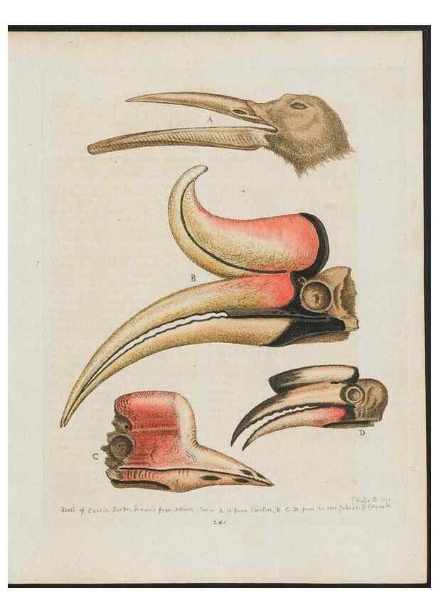 Reproducción/Reproduction 38707546371: Gleanings of natural history, exhibiting figures of quadrupeds, birds, insects, plants &c.... London :Printed for author at the Royal Collage of Physicians,1758-1764.. 
