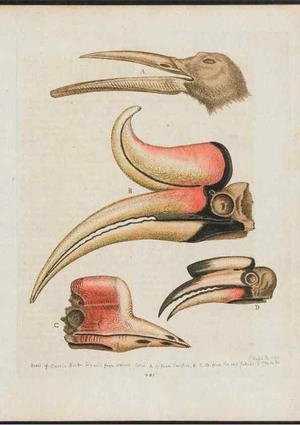 Reproducción/Reproduction 38707546371: Gleanings of natural history, exhibiting figures of quadrupeds, birds, insects, plants &c.... London :Printed for author at the Royal Collage of Physicians,1758-1764.. 