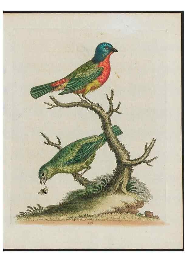 Reproducción/Reproduction 38675307202: Gleanings of natural history, exhibiting figures of quadrupeds, birds, insects, plants &c.... London :Printed for author at the Royal Collage of Physicians,1758-1764.. 