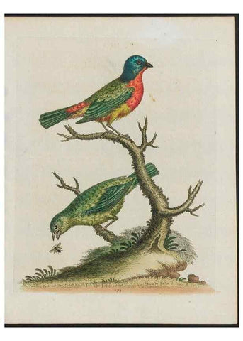 Reproducción/Reproduction 38675307202: Gleanings of natural history, exhibiting figures of quadrupeds, birds, insects, plants &c.... London :Printed for author at the Royal Collage of Physicians,1758-1764.. 